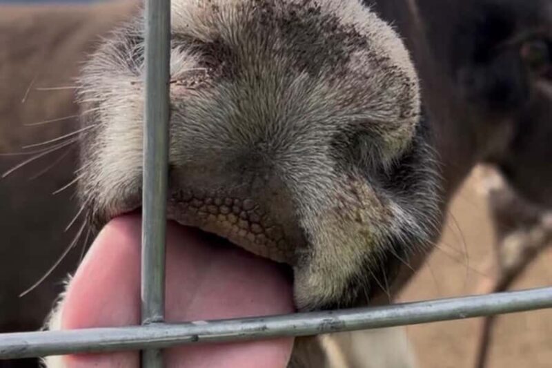 Dog Sledding & Animal Adventures Anchorage Pickup - Key Points