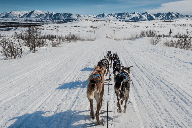 Dog Sledding - Subarctic Wilderness Tour - Included Amenities and Gear