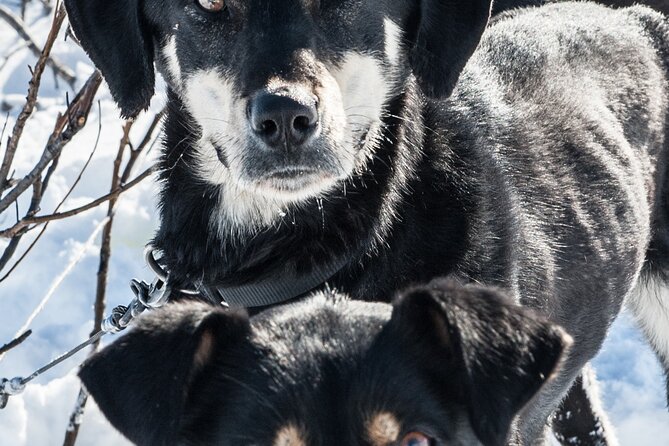 Dog Sledding - Subarctic Wilderness Tour - Meeting Location