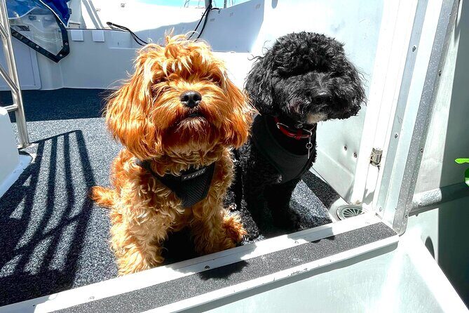 Dogs on Deck Harbour Cruise - Key Points