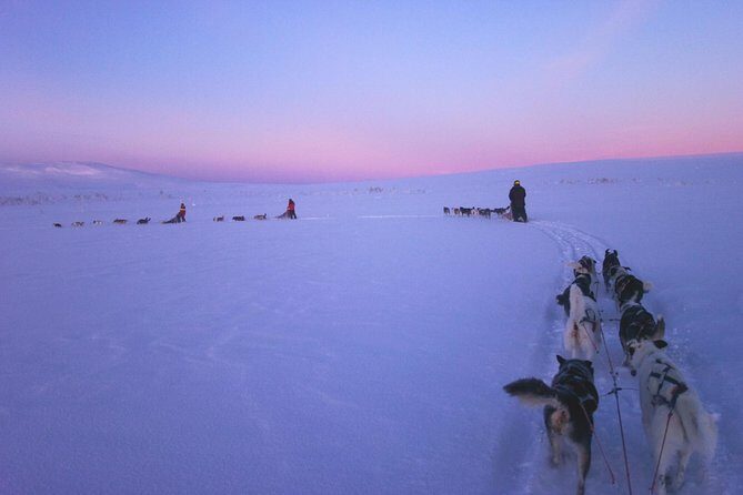 Dogsled Adventure Kiruna - The Experience in Detail