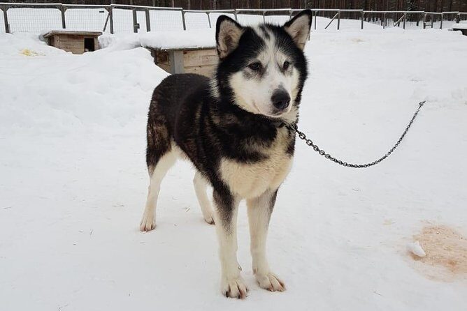 Dogsled Adventure Kiruna - The Sum Up