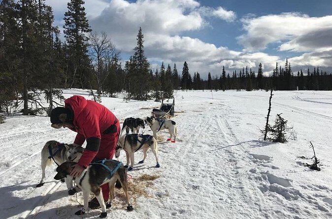 Dogsledding in the Heart of Alaska - The Experience’s Educational Side