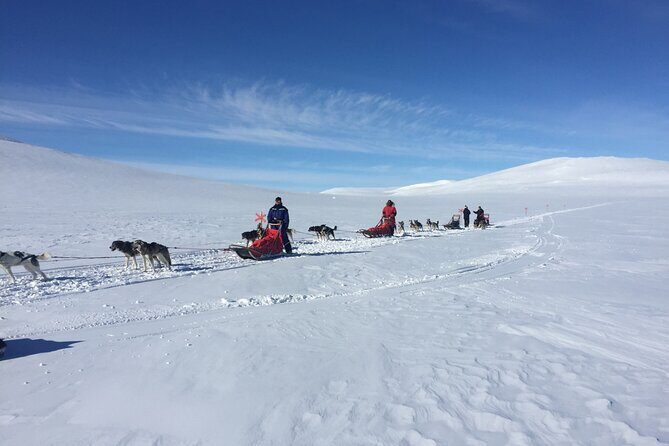 Dogsledding in the Heart of Alaska - Flexibility and Cancellation Policy