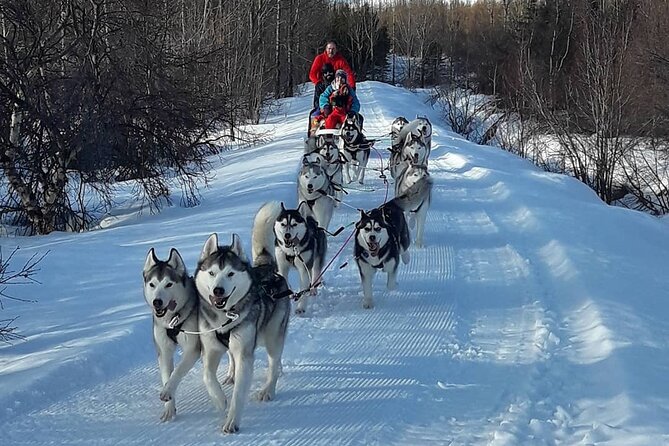 Dogsledding, Near Akureyri - Customer Feedback