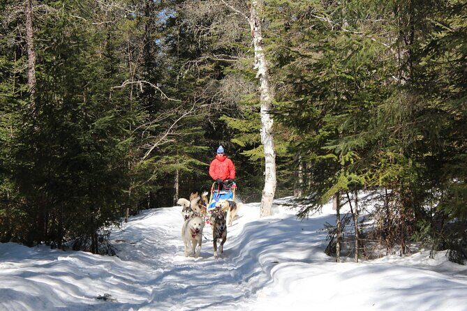 Dogsledding Nordic Adventure in Mont Tremblant - Dogsledding Nordic Adventure in Mont Tremblant: An Authentic Winter Experience
