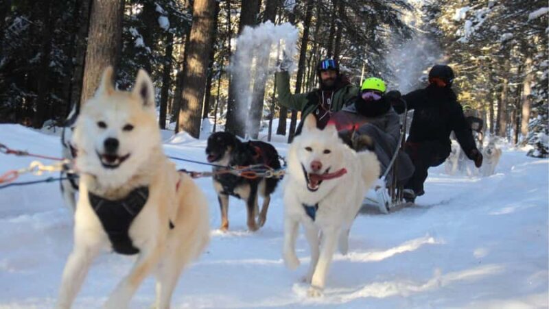 Dogsledding Nordic Adventure near Mont-Tremblant - Key Points