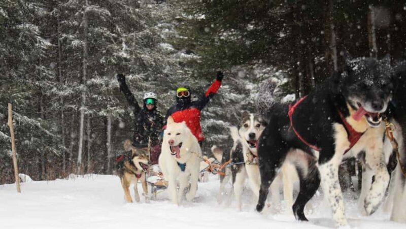 Dogsledding Nordic Adventure near Mont-Tremblant - What to Expect from the Dogsledding Adventure