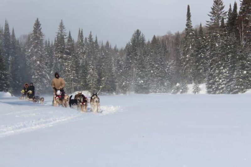 Dogsledding Nordic Adventure near Mont-Tremblant - Is This Tour Worth the Price?