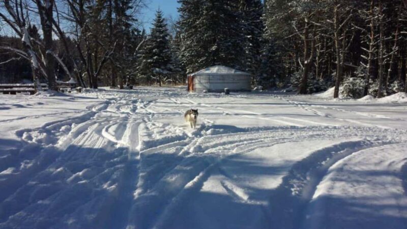 Dogsledding Nordic Adventure near Mont-Tremblant - FAQs