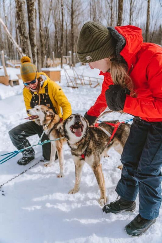 Dogsledding Upper Laurentians near Mont-Tremblant - Insights from Customer Reviews