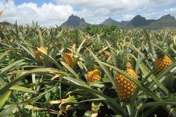 Dole Plantation, Ko Hana Rum and 3 Zipline Adventure Tour - FAQ