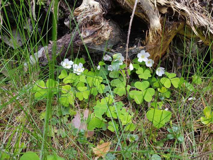 Dolomites: Experiences With the 5 Senses in the Forest - Key Points