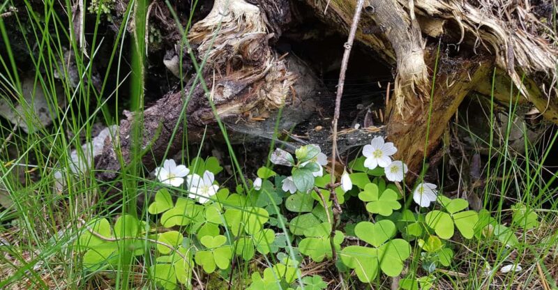 Dolomites: Experiences With the 5 Senses in the Forest - Taking in Nature