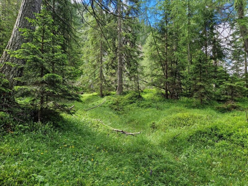 Dolomites: Experiences With the 5 Senses in the Forest - Engaging the Senses