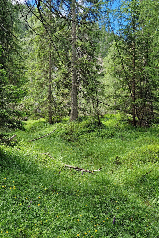 Dolomites: Experiences With the 5 Senses in the Forest - Preparing for the Adventure