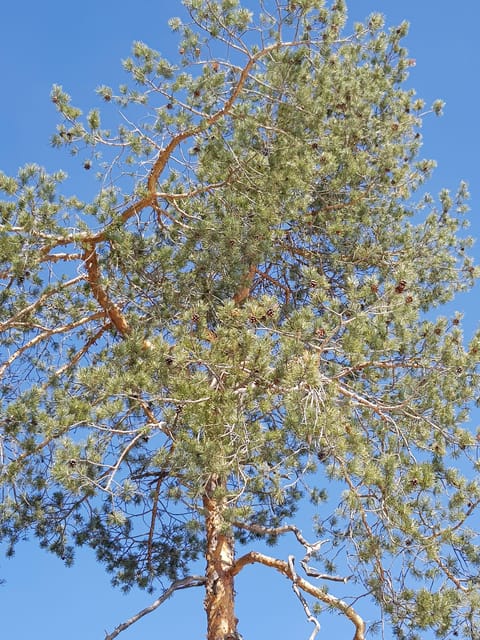 Dolomites: Experiences With the 5 Senses in the Forest - Exploring the Forest