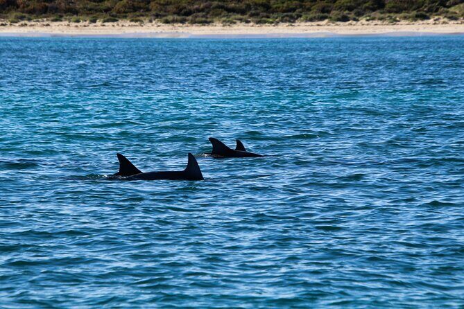 Dolphin Adventure in Sotogrande with Drink Included - Frequently Asked Questions