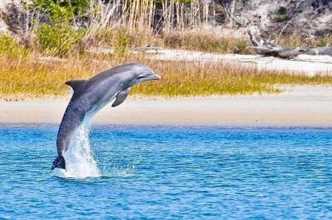 Dolphin and Nature Boat Excursion - Practical Tips for Travelers