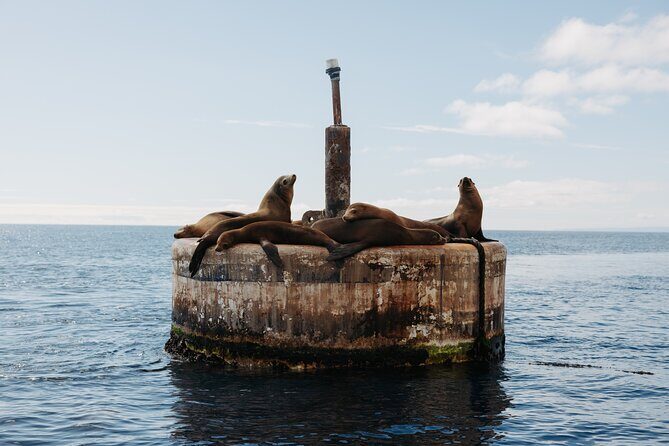 Dolphin and Sea Lion Tour of Catalina Island - The Itinerary: What to Expect
