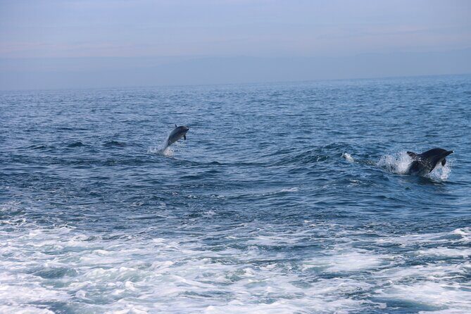 Dolphin and Sea Lion Tour of Catalina Island - Who Would Love This Tour?