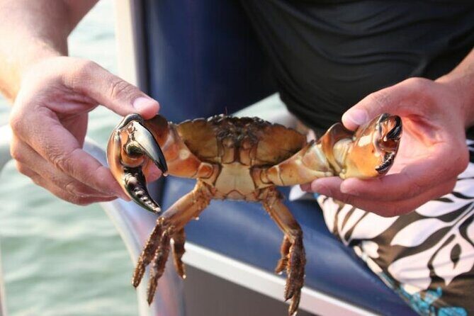 Dolphin and Snorkeling Activity in Panama City Florida - Key Points