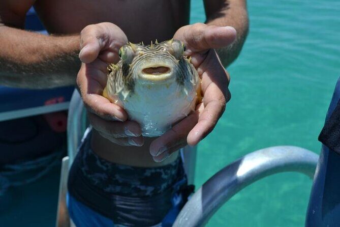 Dolphin and Snorkeling Activity in Panama City Florida - Exploring the Itinerary in Detail