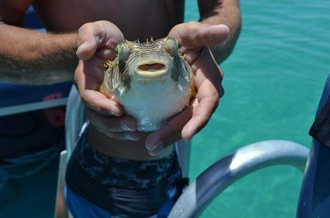 Dolphin and Snorkeling Activity in Panama City Florida - Authenticity and Unique Touches