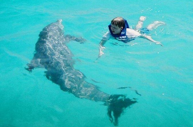 Dolphin and Snorkeling Activity in Panama City Florida - Who Will Love This Tour?