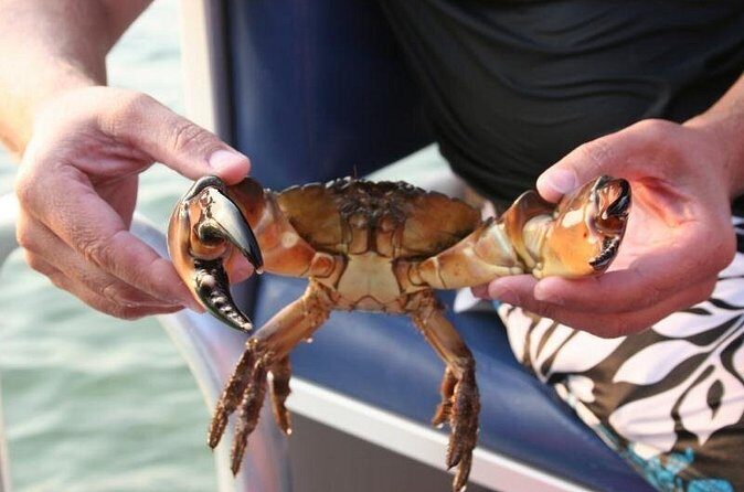 Dolphin and Snorkeling Activity in Panama City Florida - The Sum Up