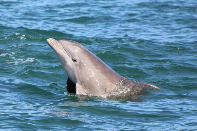 Dolphin and Wildlife Adventure of St. Augustine - Vessel Details
