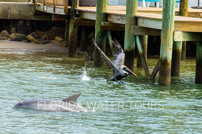 Dolphin and Wildlife Adventure of St. Augustine - Recap