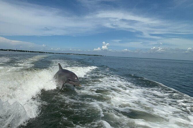 Dolphin cruise in Santa Rosa Beach - Santa Rosa Beach Dolphin Cruise: An Authentic Eco Adventure on Choctawhatchee Bay