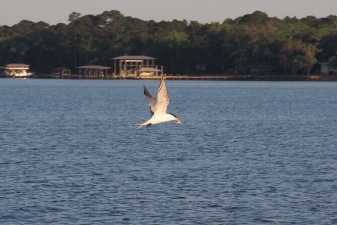 Dolphin cruise in Santa Rosa Beach - Frequently Asked Questions