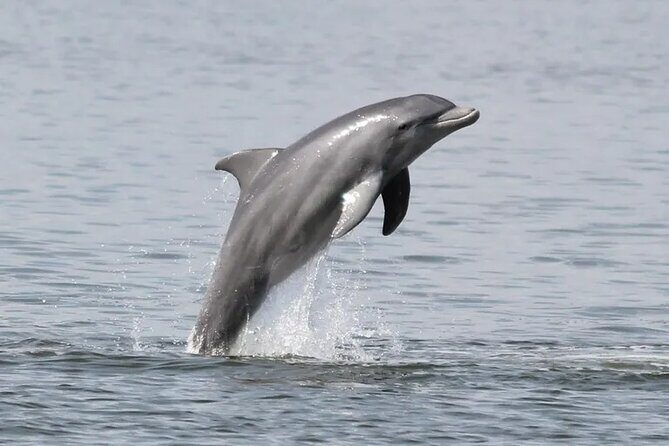 Dolphin Eco Cruise Nature Adventure in Cocoa Beach - What to Expect on the Dolphin Eco Cruise