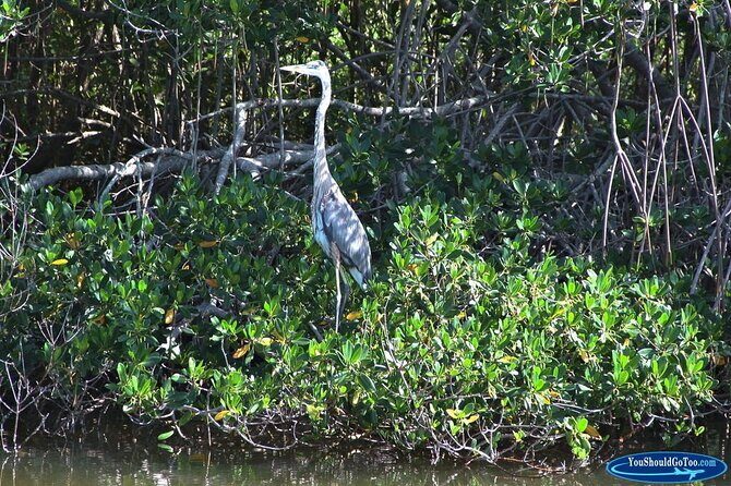 Dolphin Eco Cruise Nature Adventure in Cocoa Beach - Practical Tips for Your Trip
