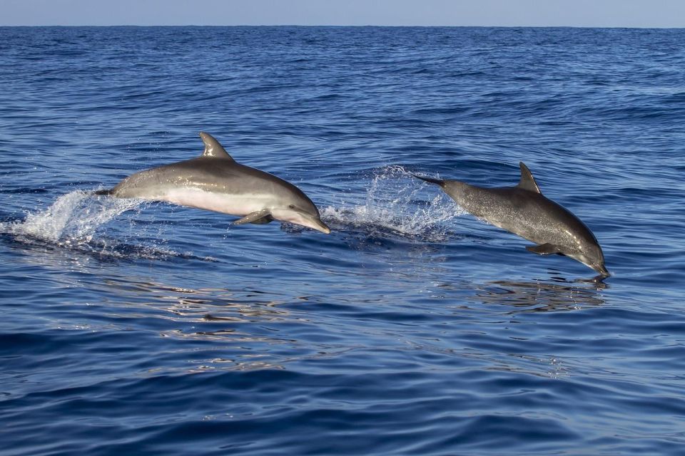 Dolphin Excursion in Martinique - Itinerary and Highlights