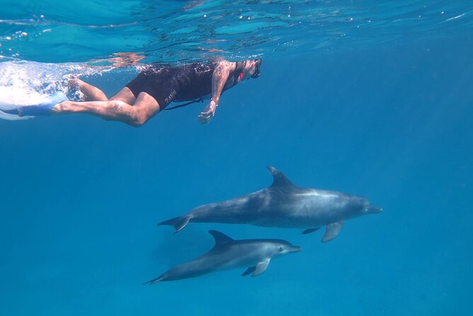 Dolphin House, Amazing Trip With Snorkeling and Dolphin Watching - Health and Accessibility