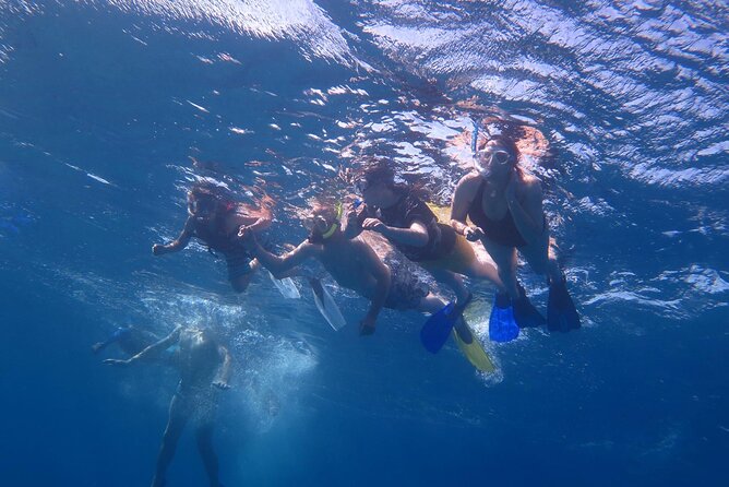 Dolphin House, Amazing Trip With Snorkeling and Dolphin Watching - Highlights of the Trip
