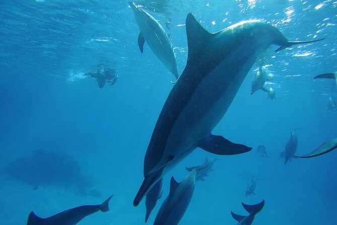 Dolphin House Satayeh Reef Snorkeling Sea Trip With Lunch &Transfer-Marsa Alam - Health and Safety