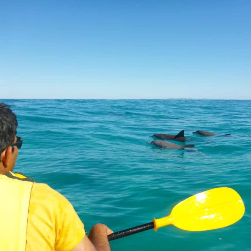 Dolphin Kayak Tour & Beach 4X4 National Park Tour (Private) - An Overview of the Experience