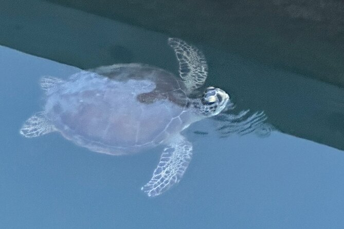 Dolphin, Manatee and Sea Turtle Adventure Tour of St. Augustine - Meeting Point and Pickup Details