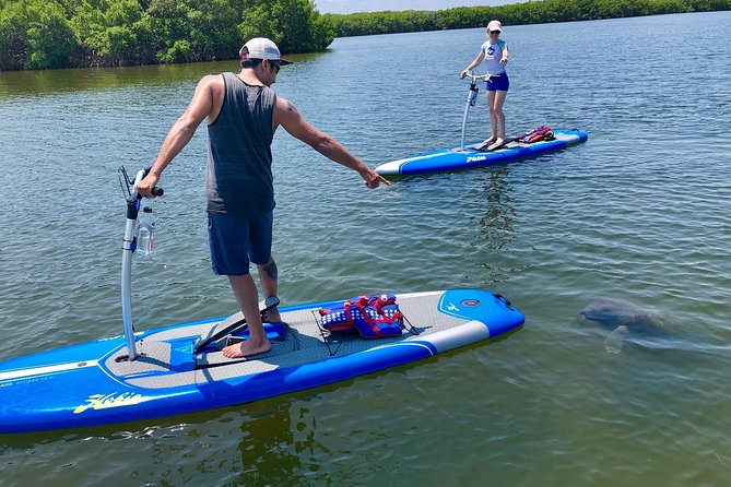 Dolphin & Manatee Watching Stand Up Pedalboarding Tour - Good To Know
