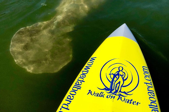 Dolphin & Manatee Watching Stand Up Pedalboarding Tour - Meeting Point and Pickup
