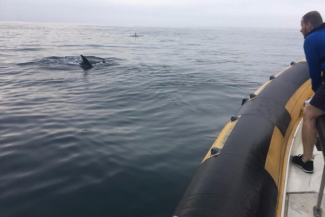 Dolphin Route - An In-Depth Look at the Dolphin Route