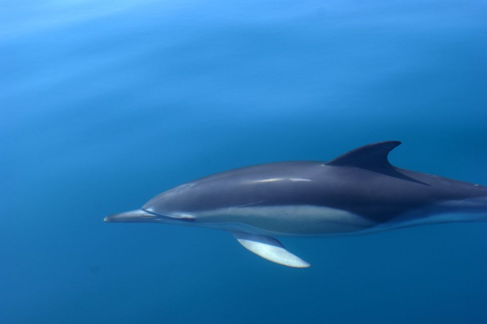 Dolphin Safari and Cave Tour in Vilamoura - Customer Reviews