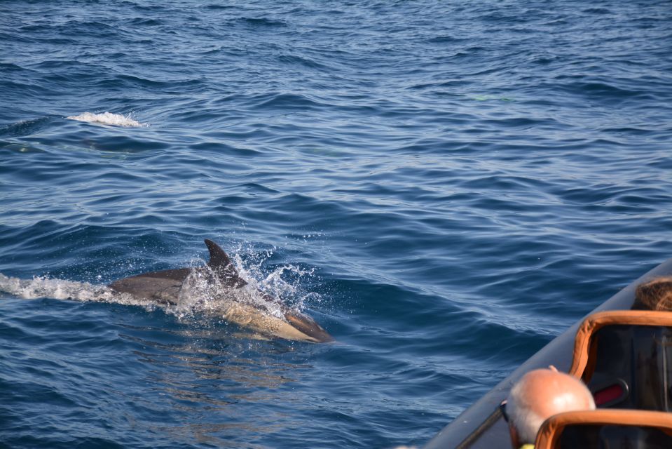 Dolphin Safari and Cave Tour in Vilamoura - Directions