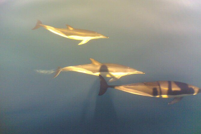 Dolphin Safari, São Rafael Caves & Coastline. - Practical Details and Considerations