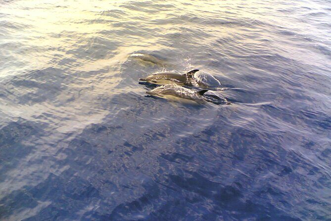 Dolphin Safari, São Rafael Caves & Coastline. - The Sum Up