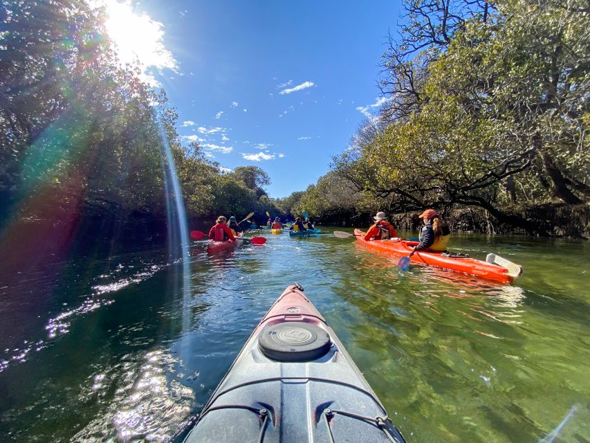 Dolphin Sanctuary and Ships Graveyard Kayak Tour - Tour Experience
